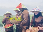 Vietnam welcomes nearly 4.7 million foreign visitors in January–February